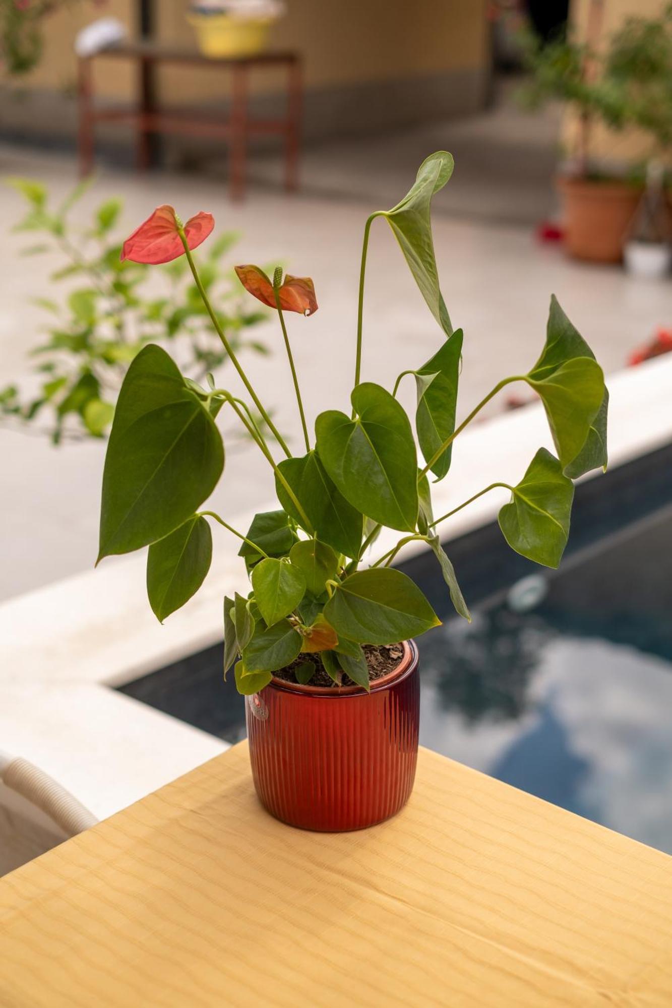 Guesthouse Rose Sarajevo Ngoại thất bức ảnh